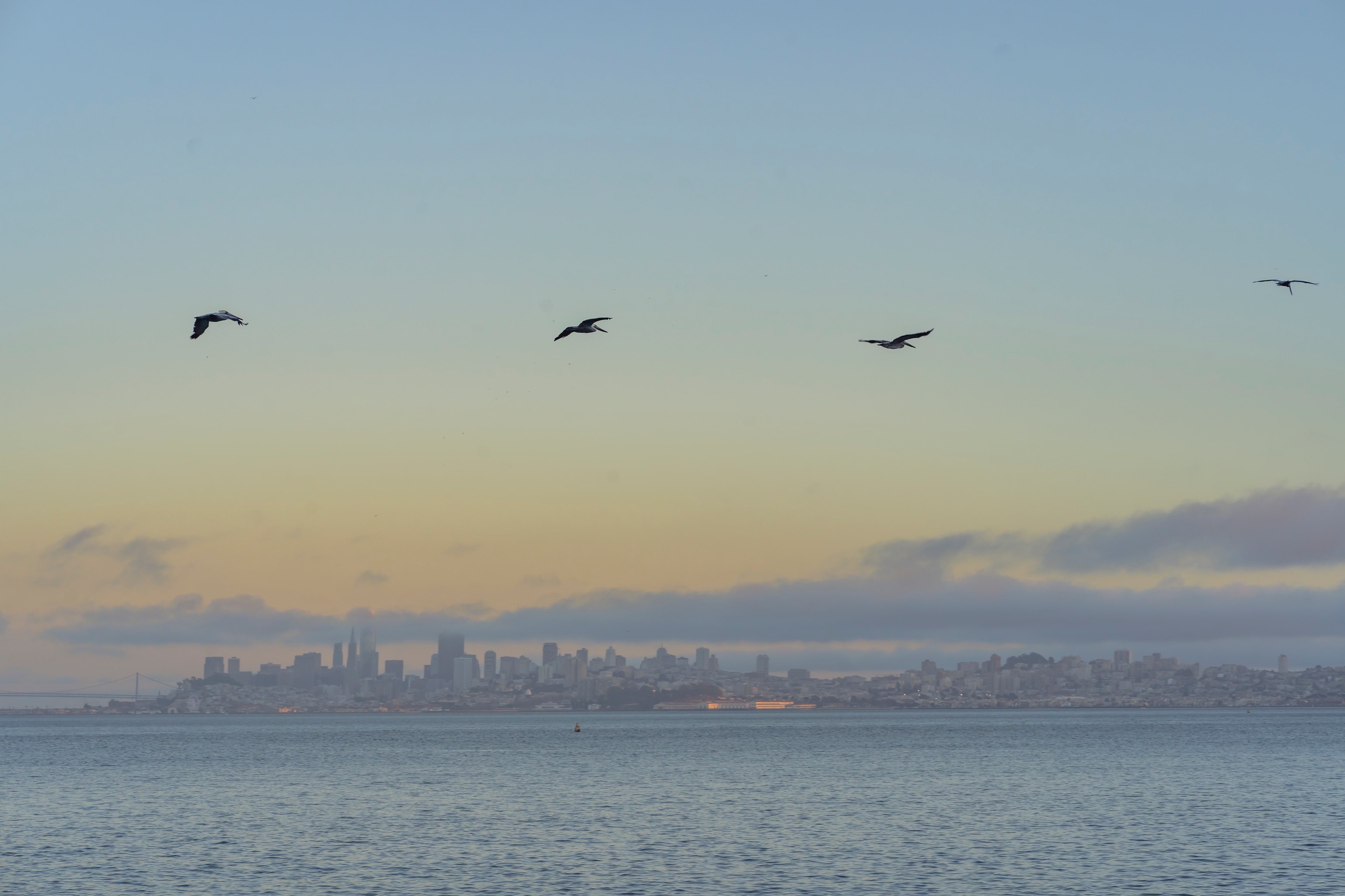 Birds gliding over the bay at dusk with the San Francisco skyline