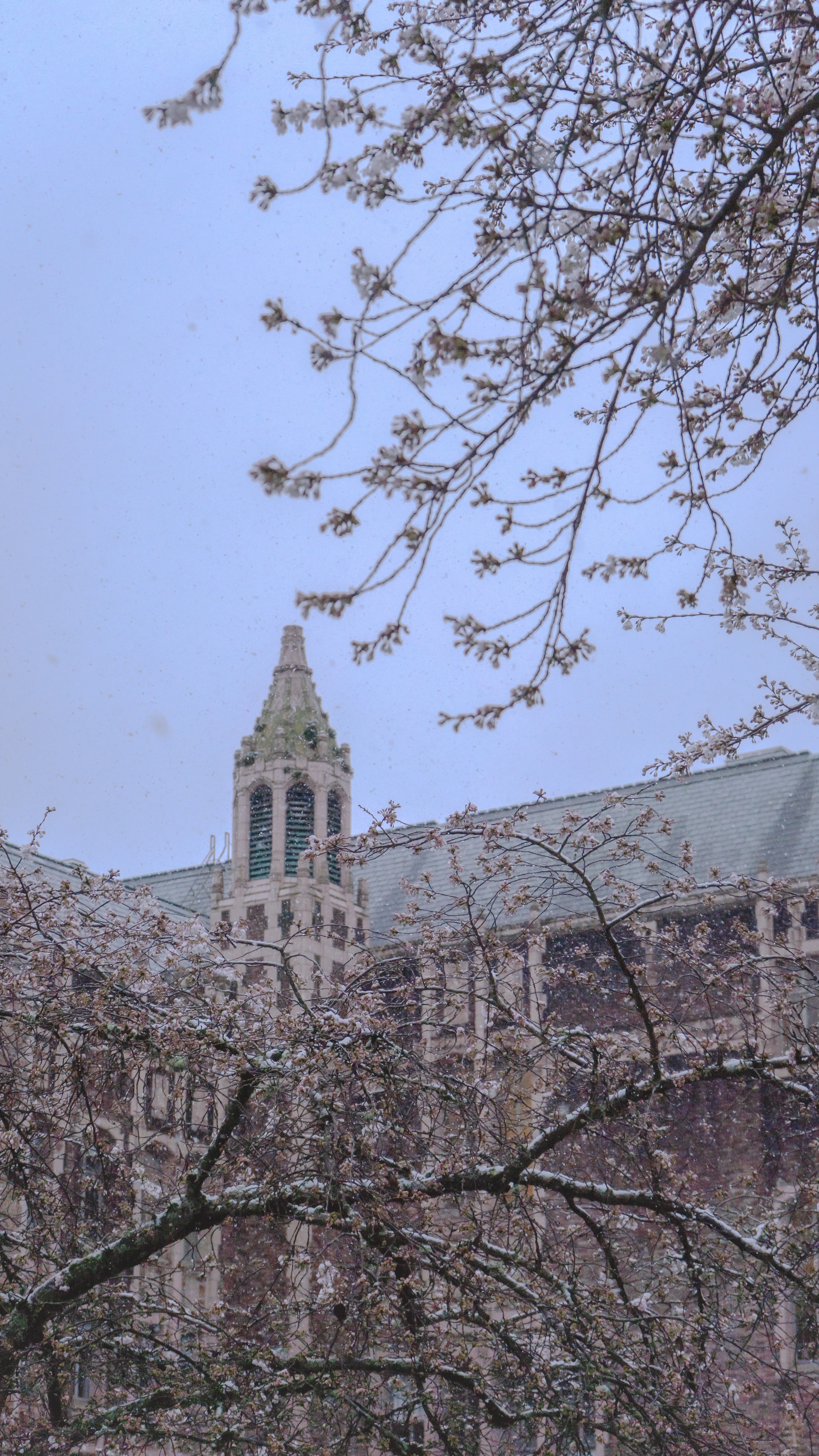 Cherry blossoms framing a Gothic tower in the snow
