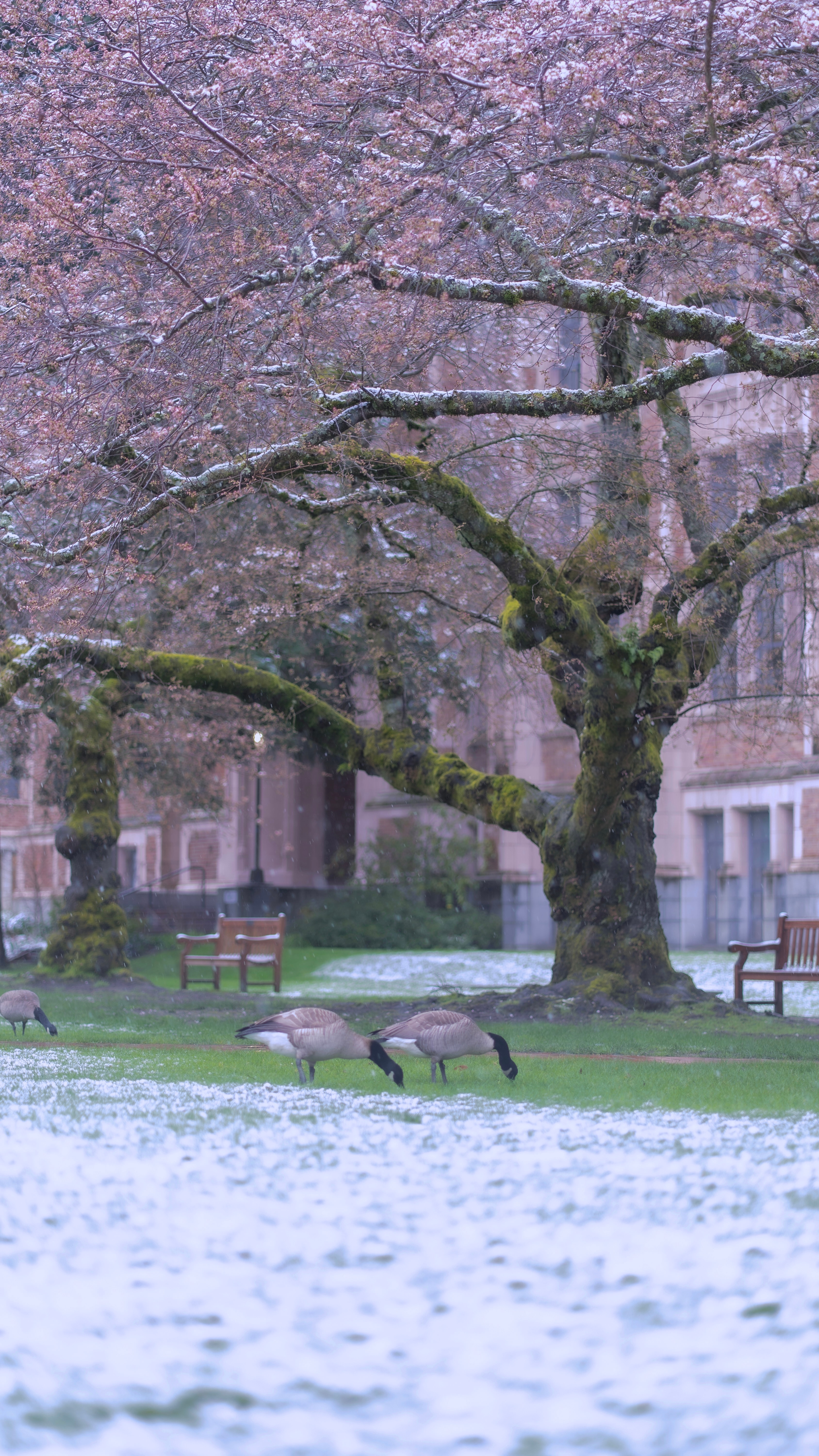 Geese grazing beneath cherry blossoms on a snow-dusted lawn