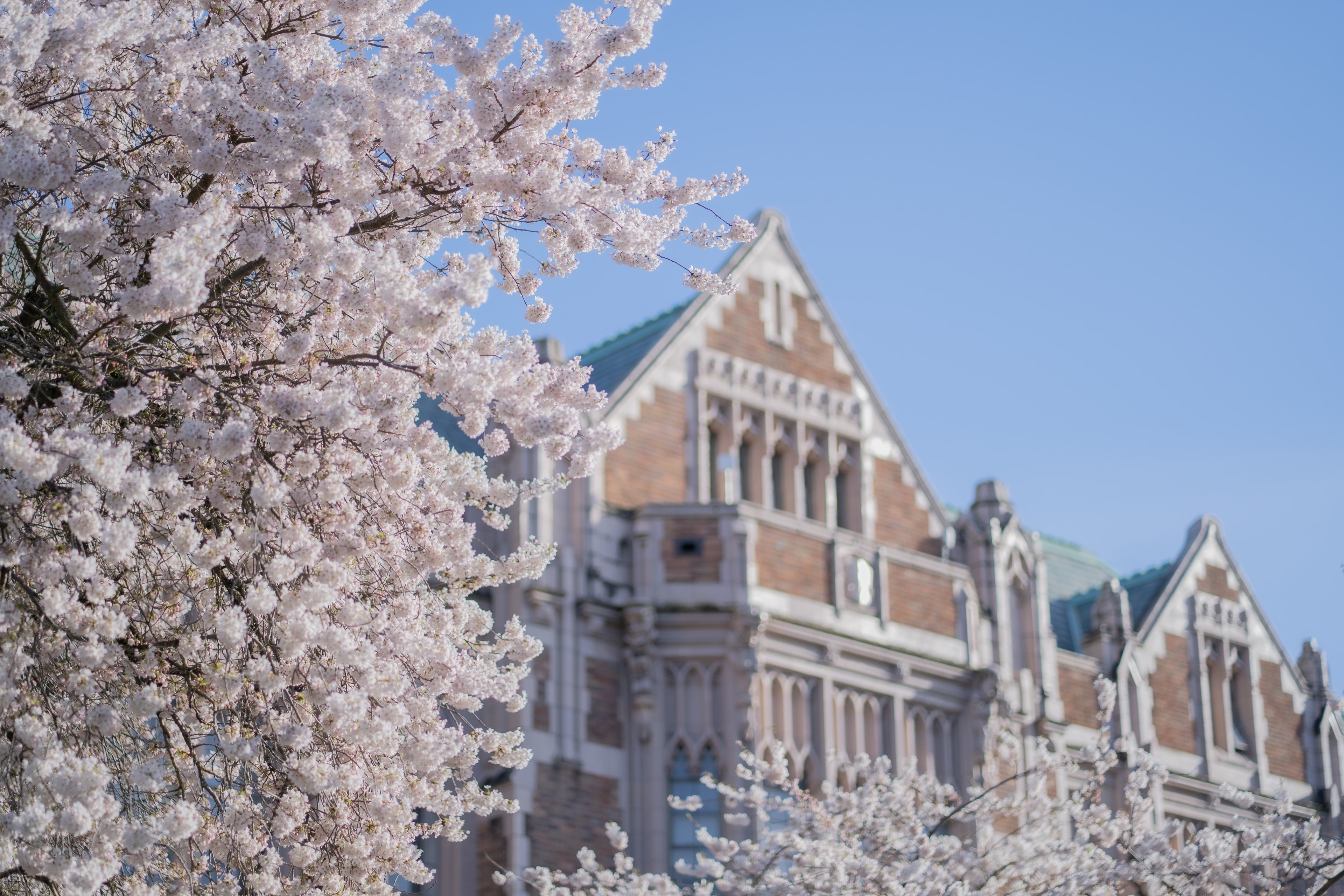 Cherry blossoms against a collegiate Gothic building