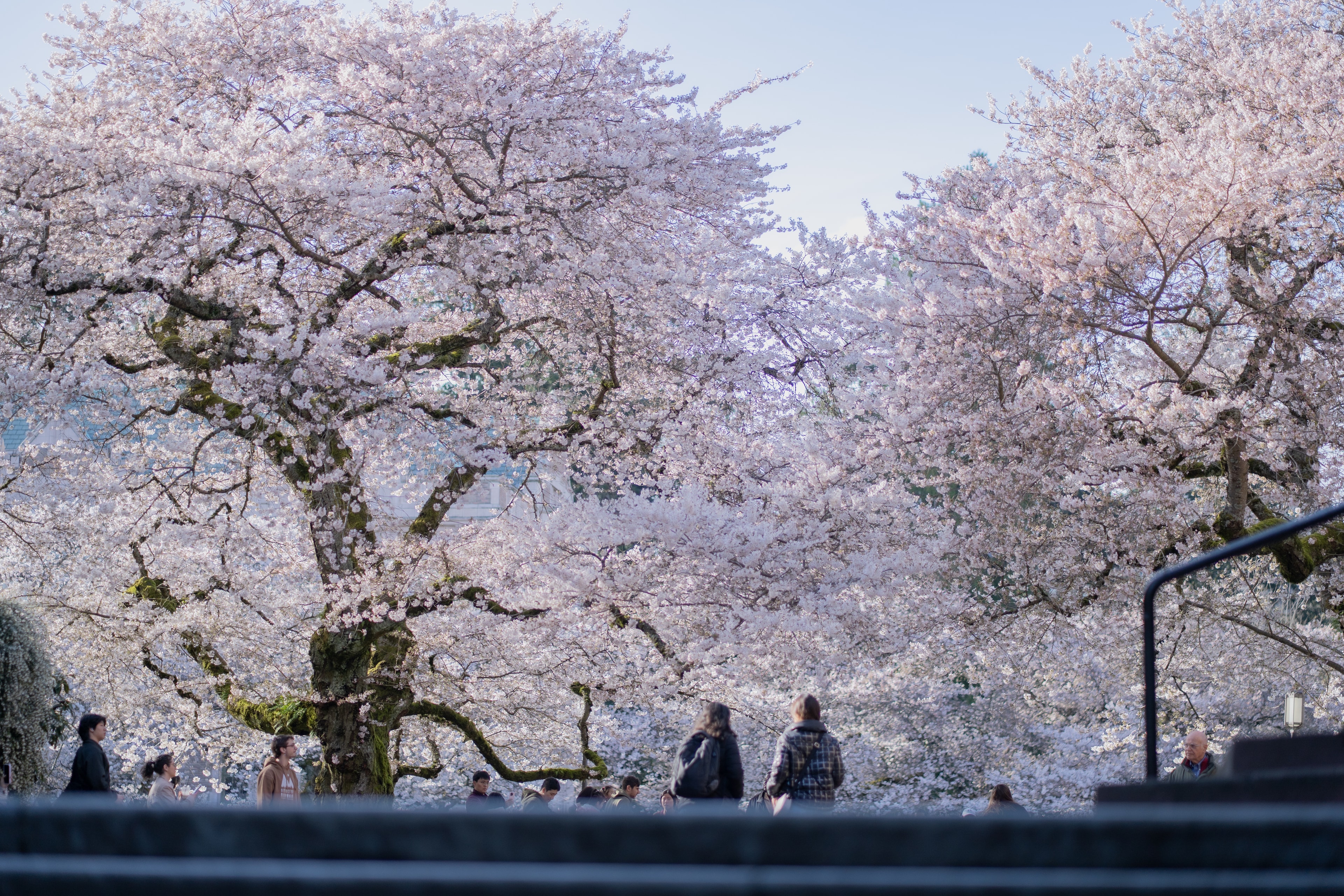 People strolling beneath rows of cherry blossom trees