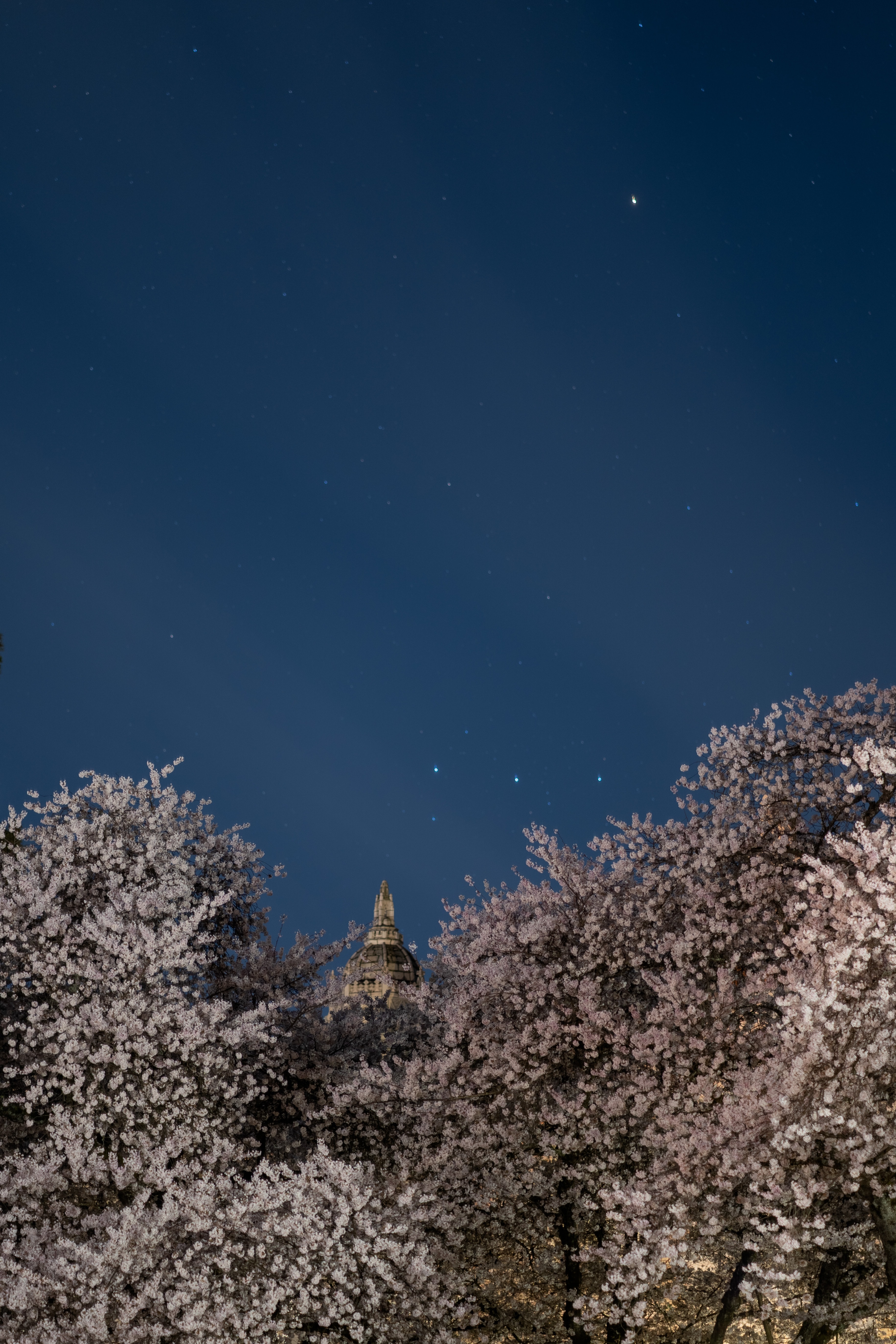 Cherry blossoms under a starry night sky with a crescent moon