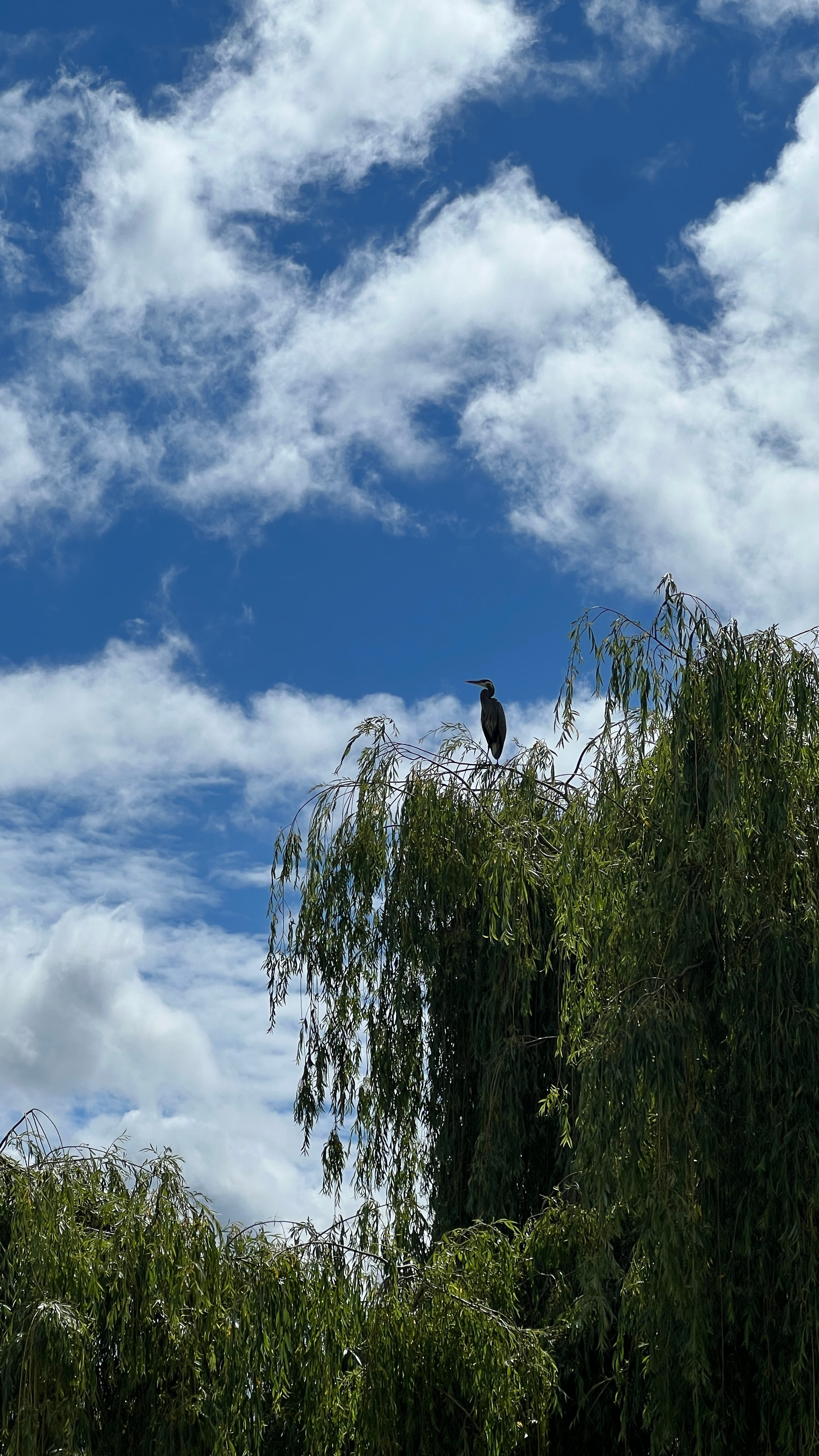 A great blue heron