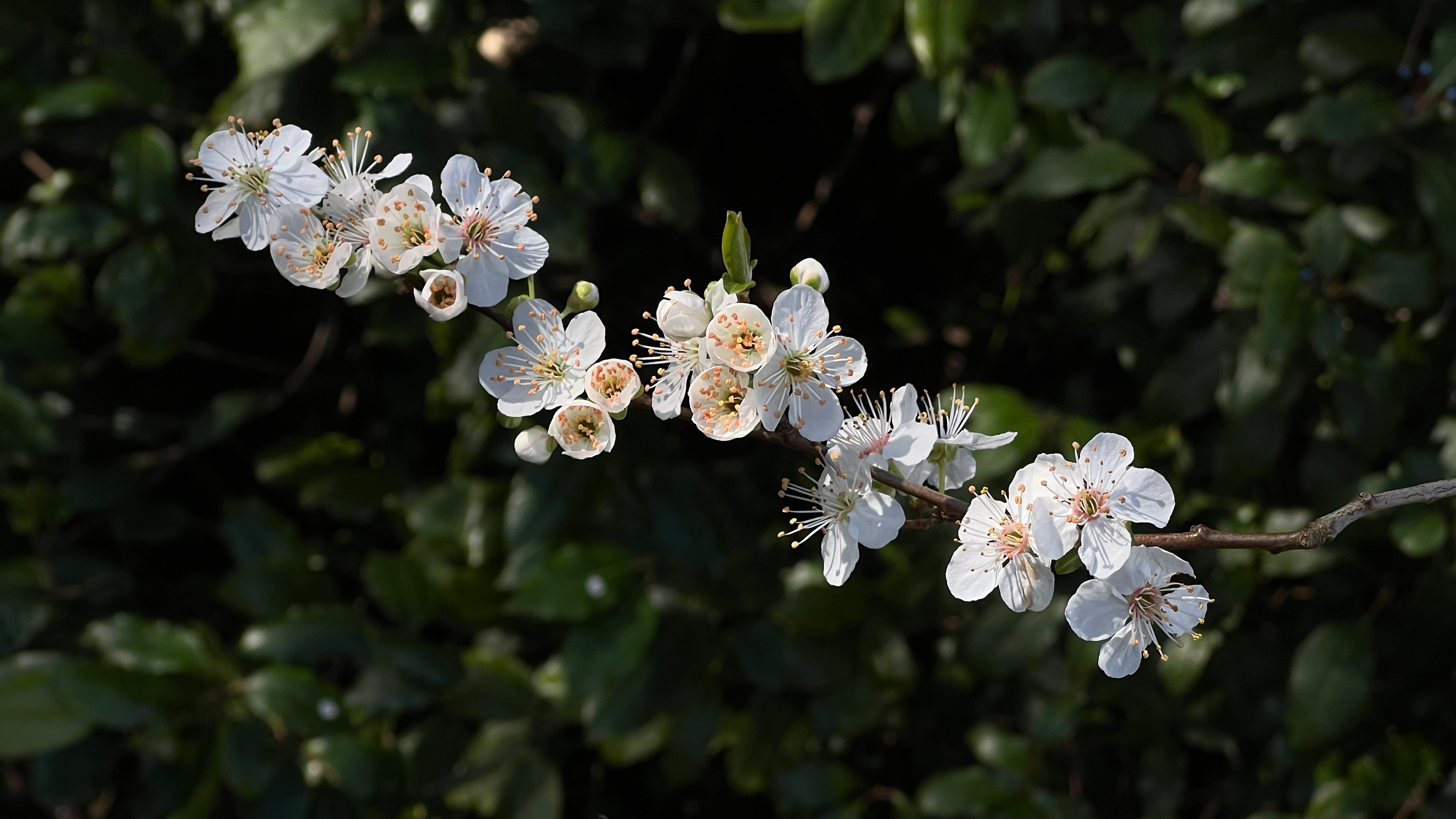 White blossoms on a branch against dark foliage
