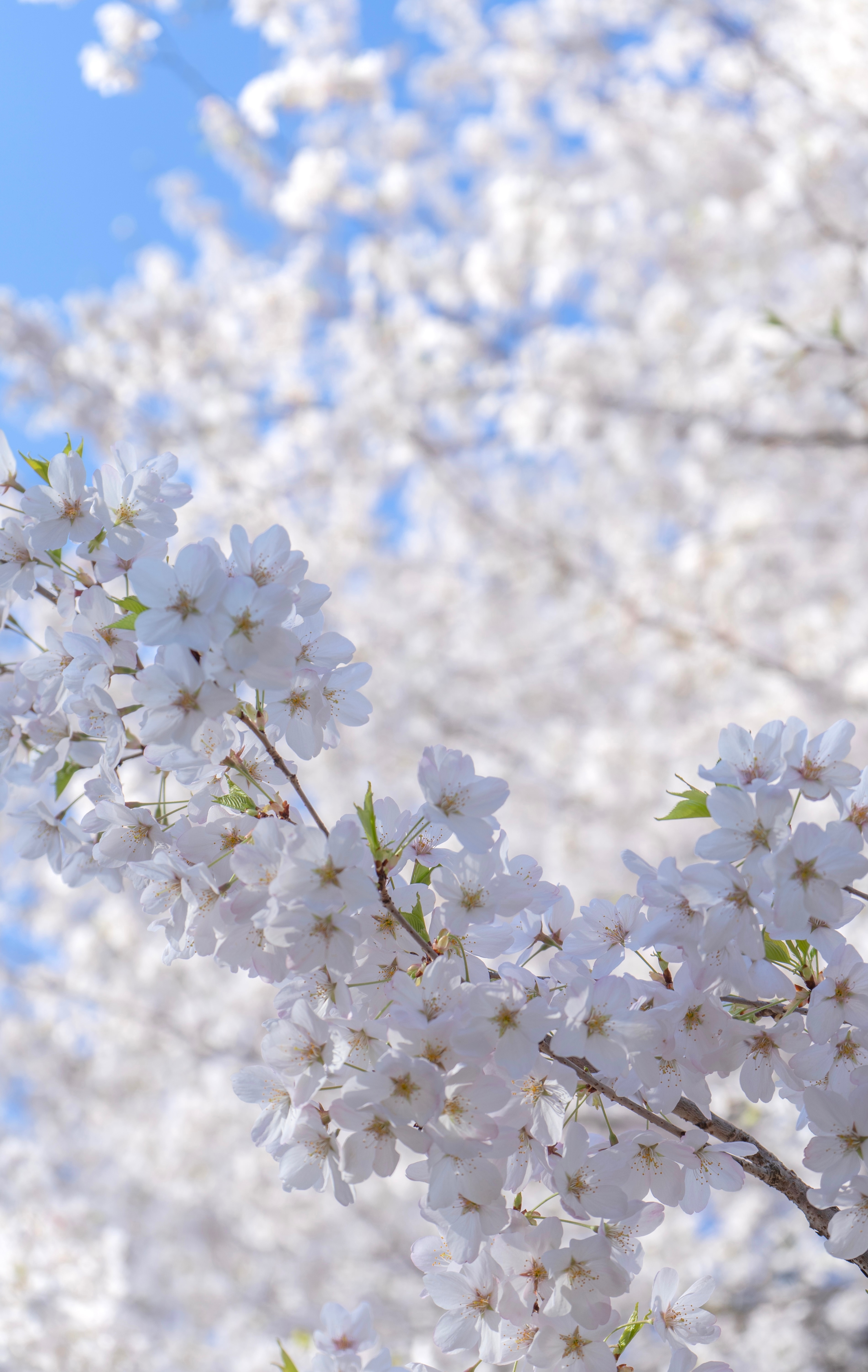 Cherry blossoms in bloom