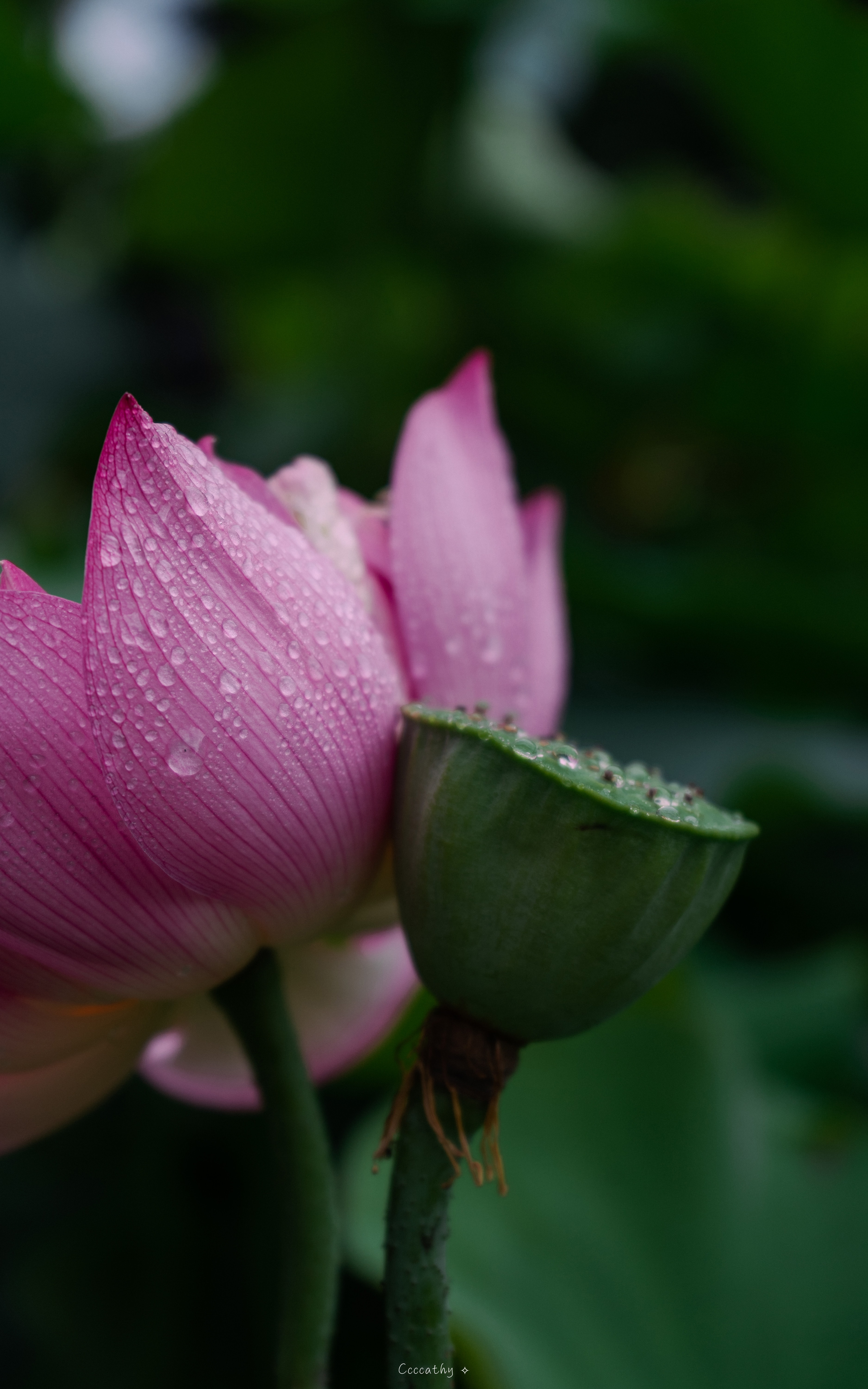 Lotus flower