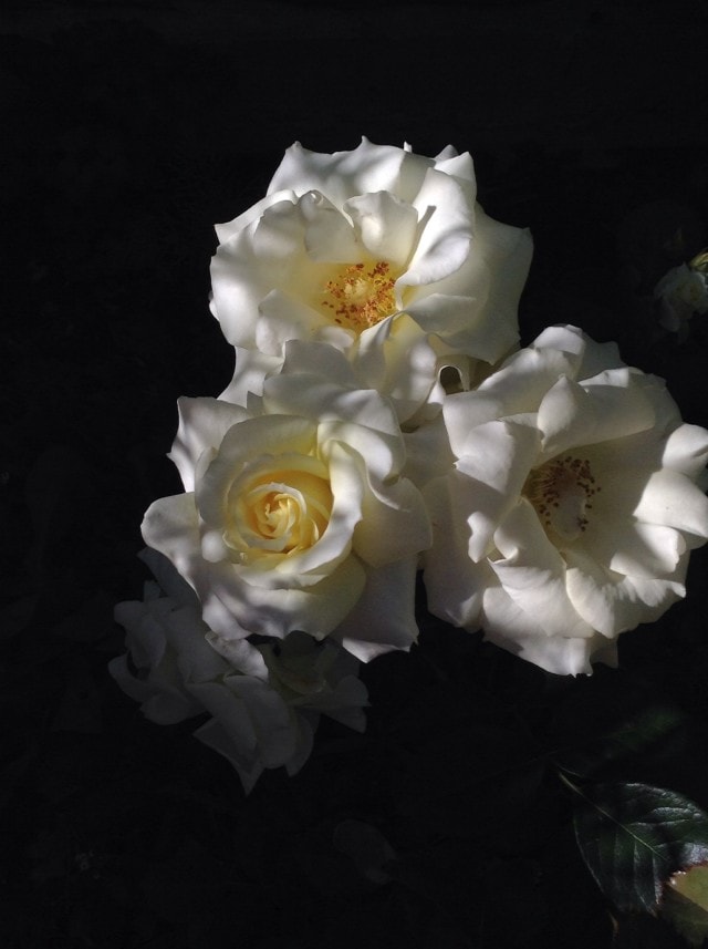 Roses
