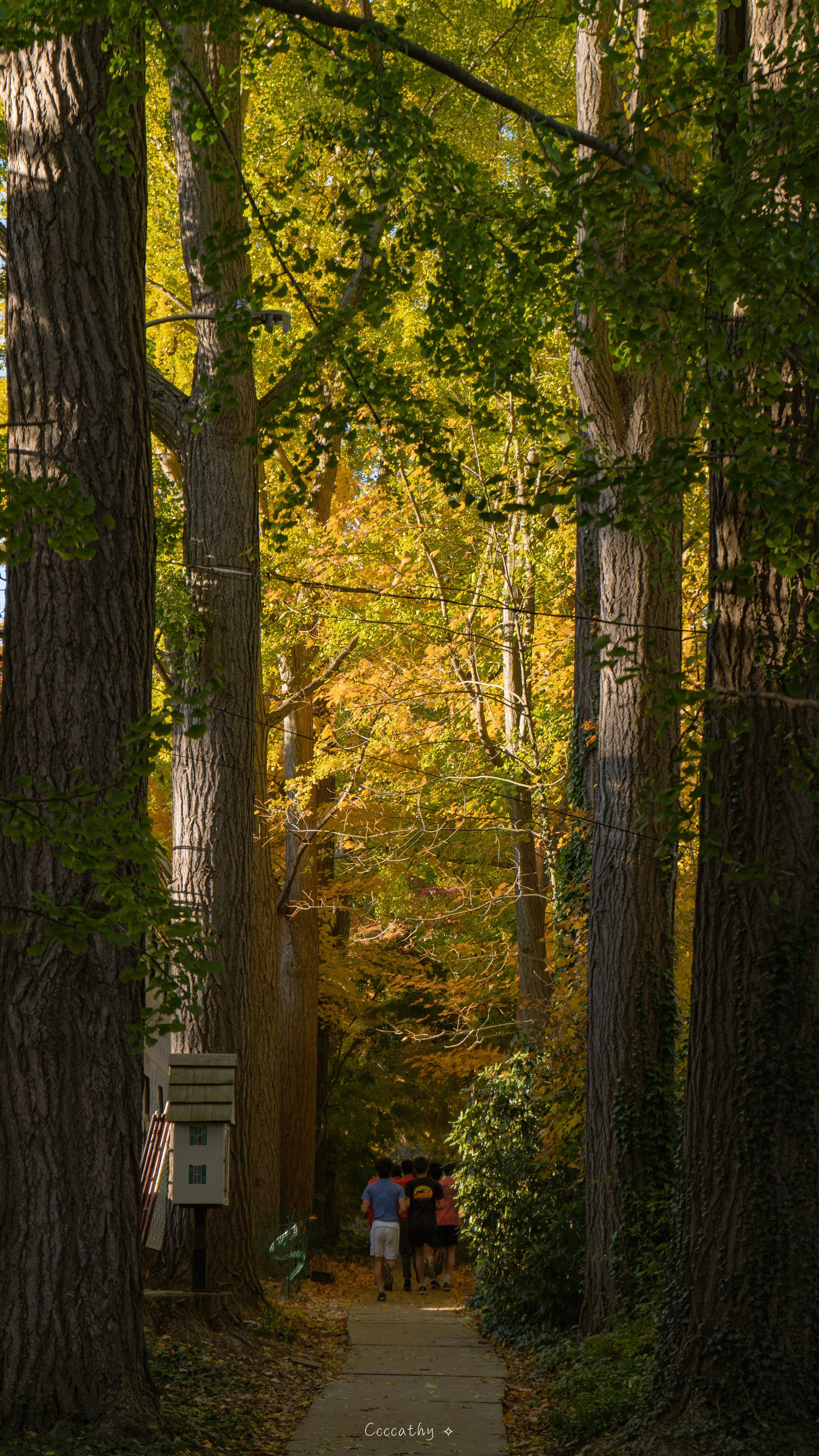 A hiking trail