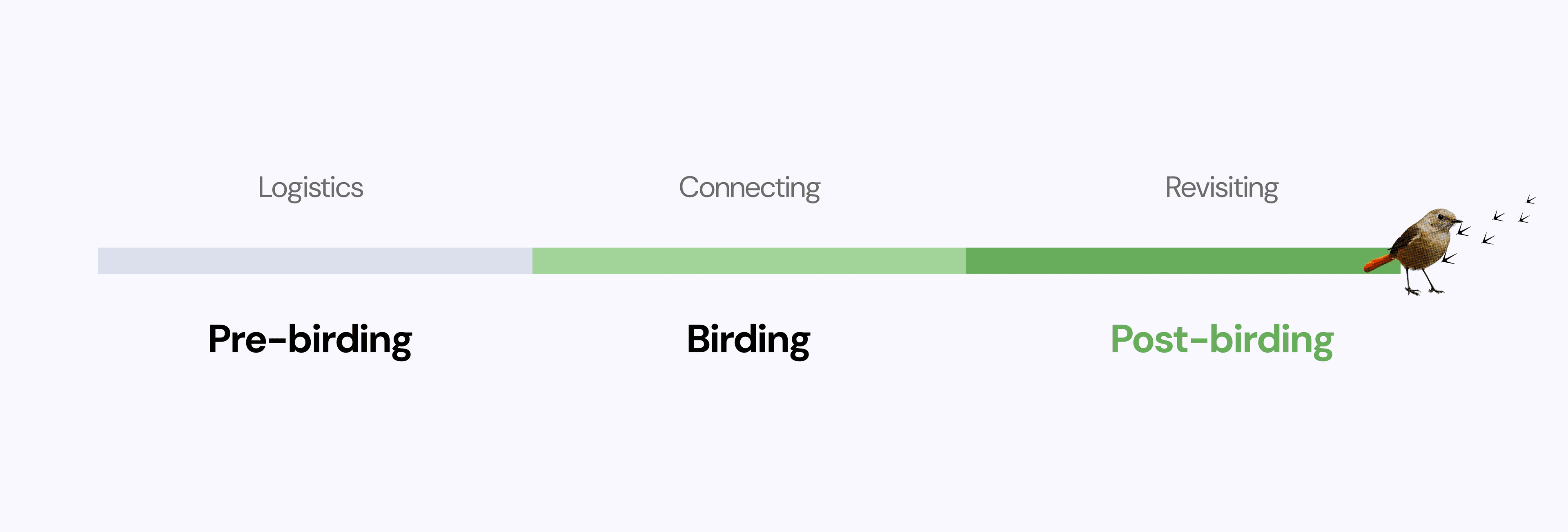 Before, during, and after birding phases identified through research